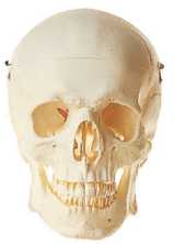 01-81-101 Kosti, části kostry - Somso Modelle: Lebka třídílná
