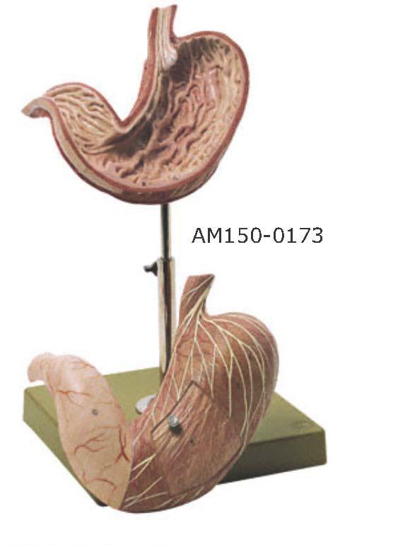 01-82-162_2 Trávící soustava - Somso modelle: Žaludek, skutečná velikost, 2 díly Žaludeční stěna, mnohokrát zvětšeno, postupný řez žaludeční stěnou