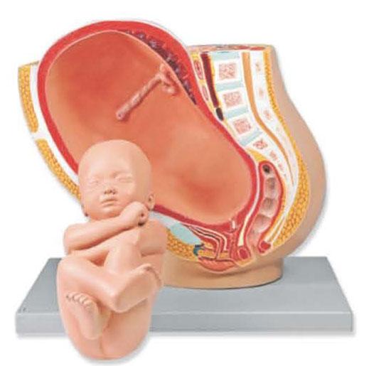 01-82-284_2 Těhotenství, porod - ostatní: Model těhotenské pánve se zralým plodem, 2 díly
