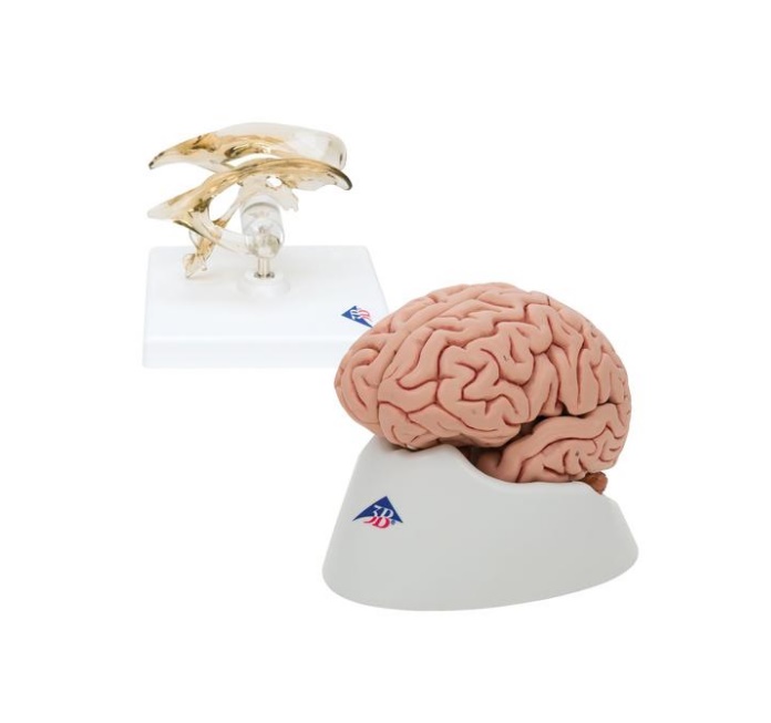 8000842 Mozek, nervová soustava: Mozek a mozková komora - sada