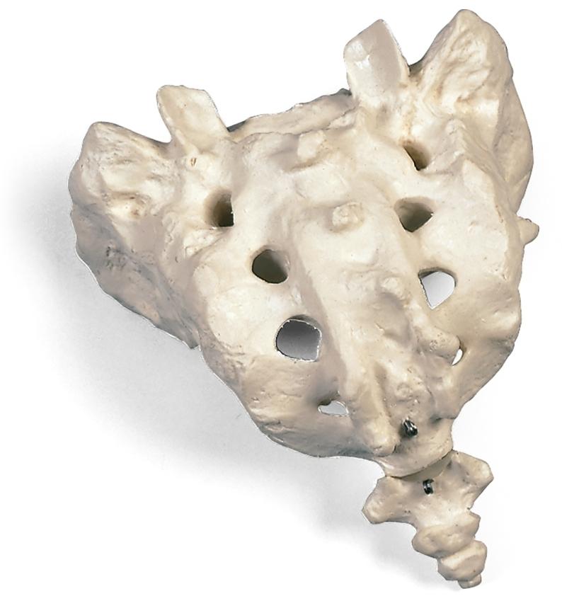 A70-6-1 Kosti, části kostry: Sacrum a coccygis