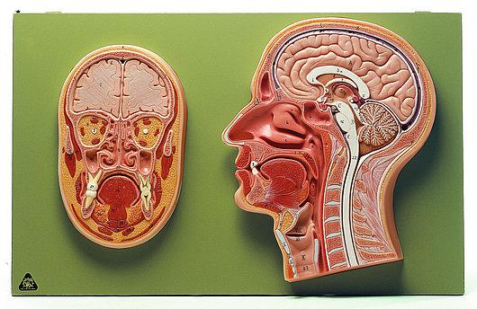 BS43-1 Mozek, nervová soustava - Somso Modelle: Mediánní a frontální průřez hlavy