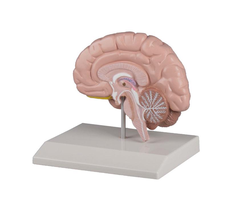 C215 Mozek, nervová soustava: Mozek polovina