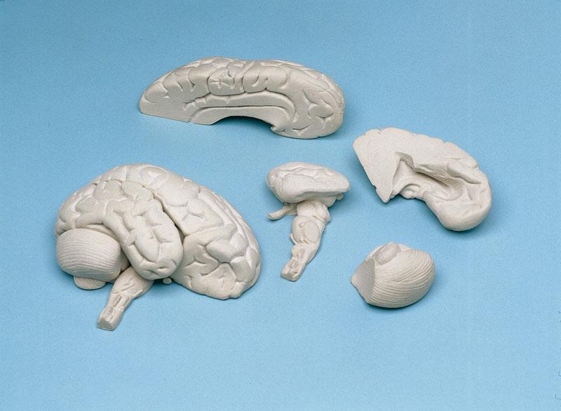 C85 Mozek, nervová soustava: Měkký mozek 8 dílů