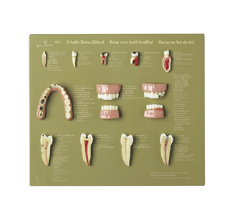 ES6 Zuby a čelist - Somso Modelle: Sada zubů „Mějte zdravé zuby