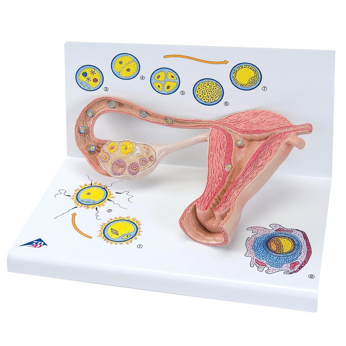 L01-1 Těhotenství, porod - ostatní: Model stádií oplodnění a embrya, 2x zvětšeno
