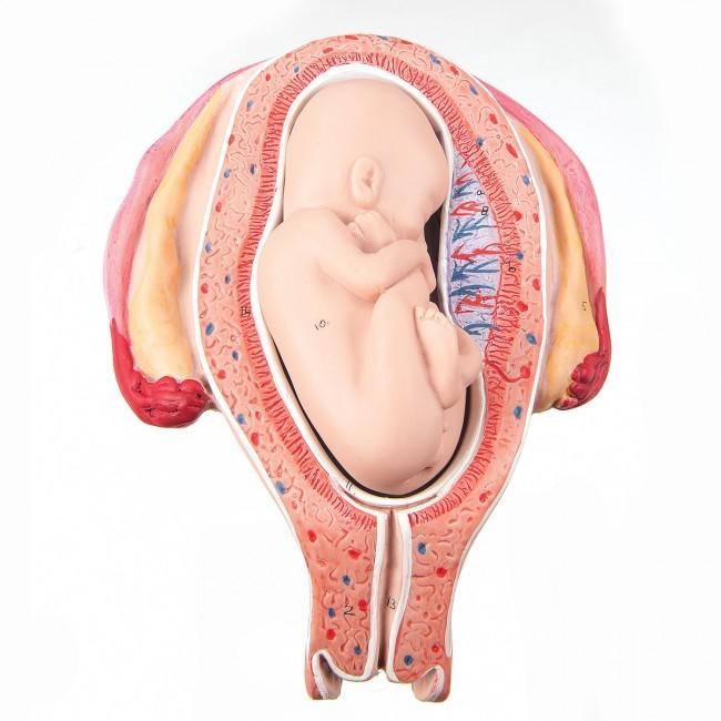 L10-5-1 Těhotenství, porod - ostatní: Plod 5. měsíc