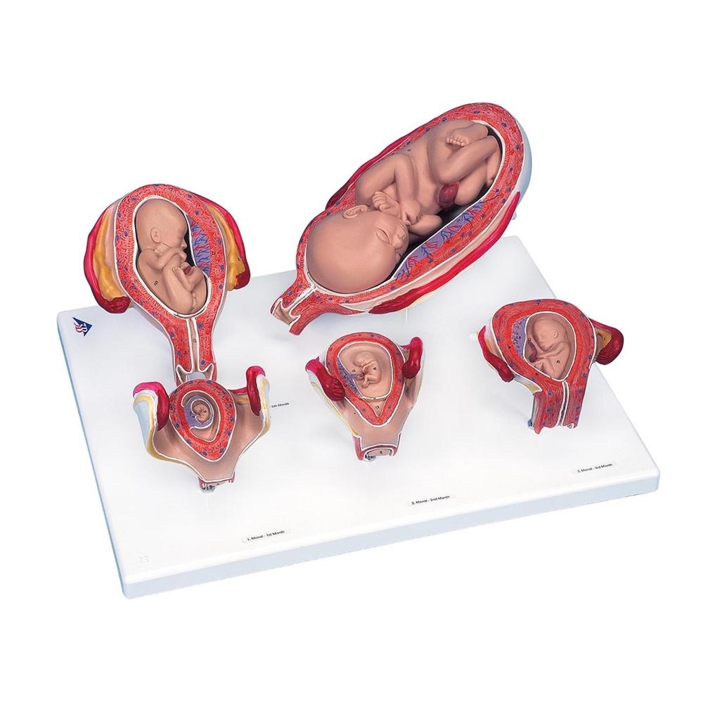 L11-9-1 Těhotenství, porod - ostatní: Sada těhotenství