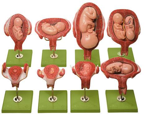MS12-1 Těhotenství, porod - Somso Modelle: Sada zobrazující těhotenství