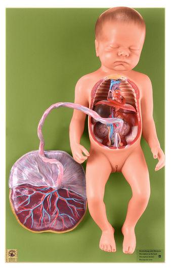 MS16-1 Těhotenství, porod - Somso Modelle: Oběhový systém plodu, skutečná velikost, 2 díly