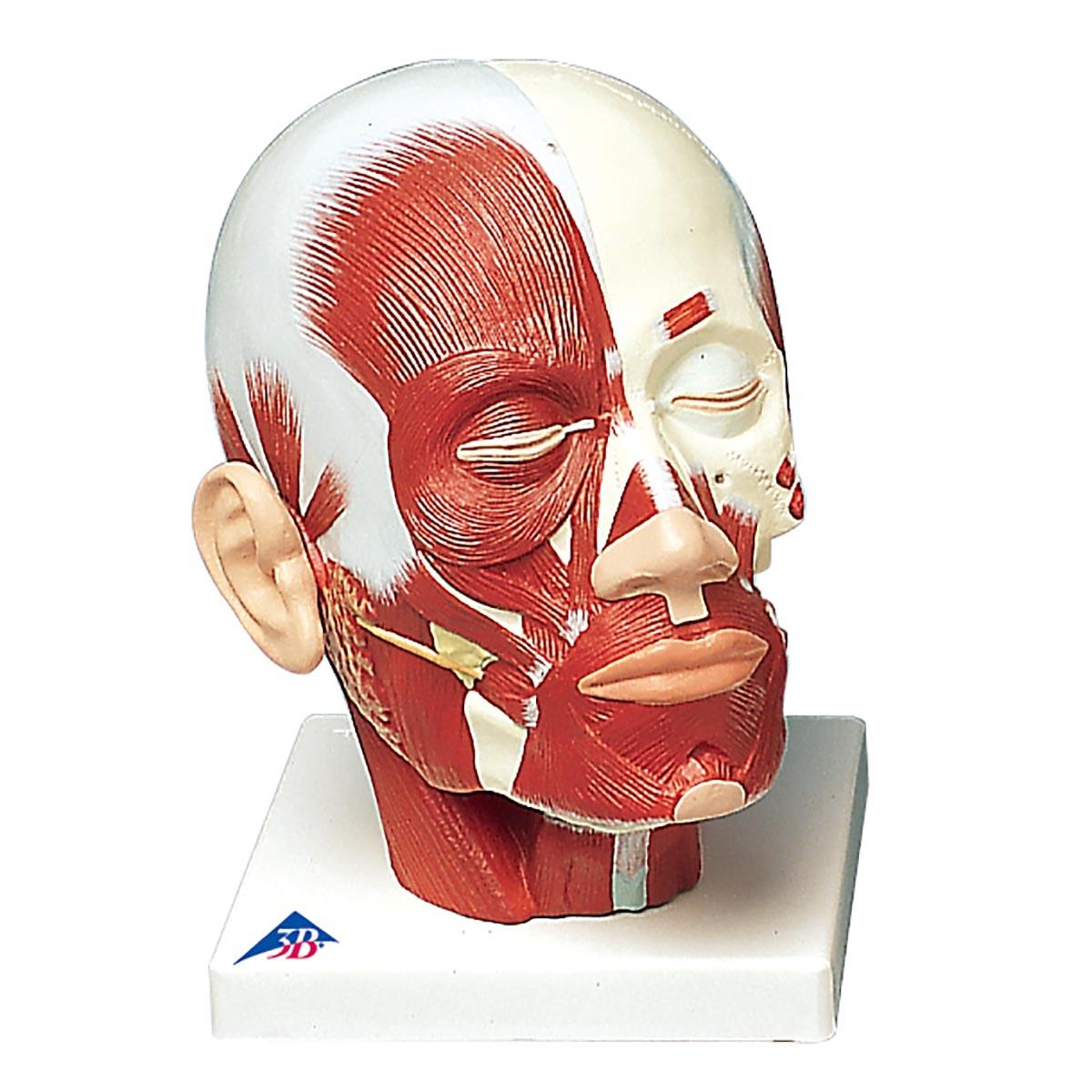 VB127- Hlava ostatní: Model svalů hlavy