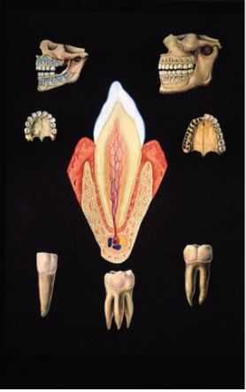 Výstřižek1179 Anatomické obrazy: Obraz - zuby, 84 x 118 cm