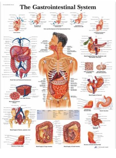 Výstřižek21 Anatomické obrazy: Obraz - trávicí soustava, papír