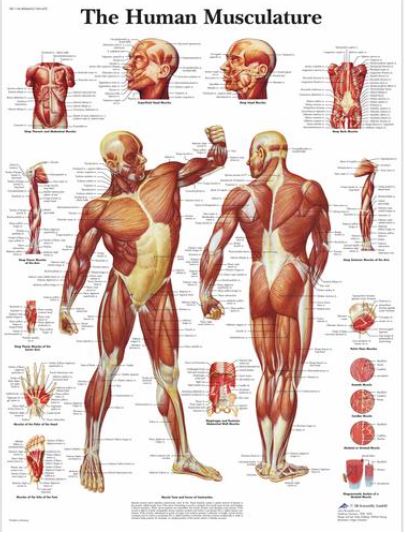 Výstřižek2784 Anatomické obrazy: Obraz - svaly, papír