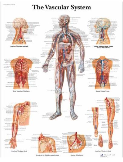 Výstřižek3322 Anatomické obrazy: Obraz - vaskulární systém