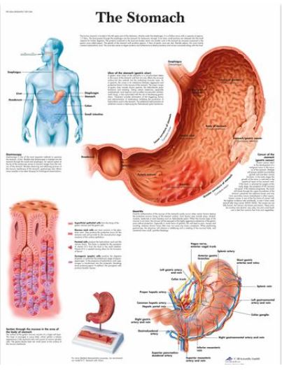 Výstřižek3577 Anatomické obrazy: Obraz - žaludek