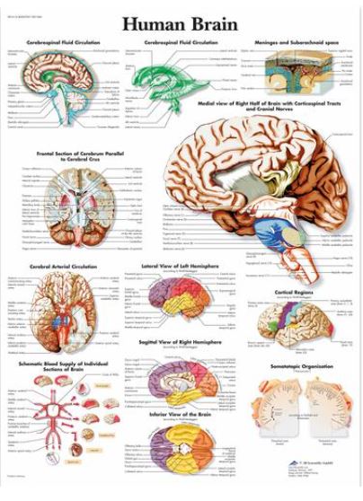 Výstřižek4253 Anatomické obrazy: Obraz - lidský mozek
