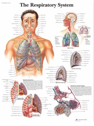Výstřižek4494 Anatomické obrazy: Obraz - dýchací soustava, lamino