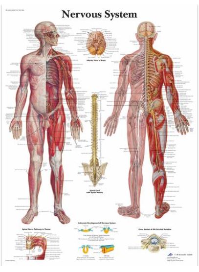 Výstřižek5395 Anatomické obrazy: Obraz - nervová soustava