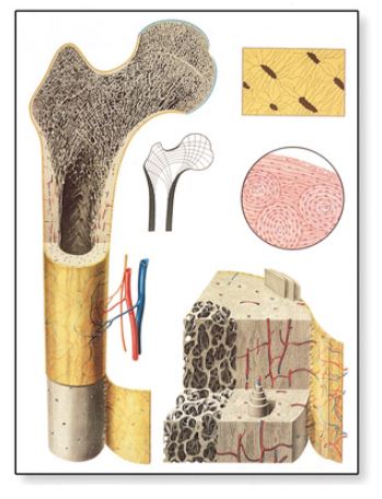 Výstřižek5642 Anatomické obrazy: Obraz - struktura kostí, 84 x 118 cm