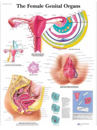 Výstřižek57 Anatomické obrazy: Obraz - Ženské pohlavní orgány