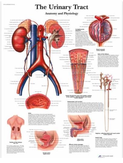 Výstřižek59 Anatomické obrazy: Obraz - močové cesty