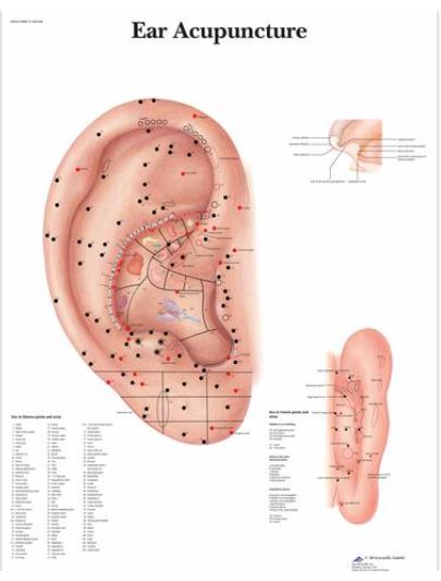 Výstřižek6343 Anatomické obrazy: Obraz - akupunktura ucha