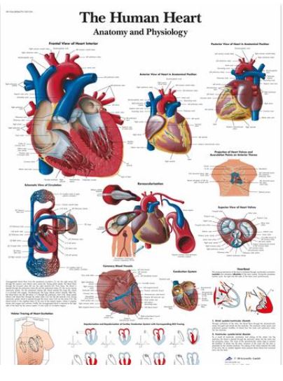 Výstřižek6654 Anatomické obrazy: Obraz - srdce- anatomie a fyziologie, papír