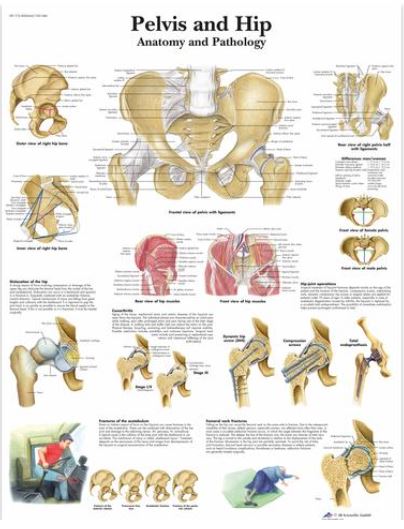 Výstřižek76 Anatomické obrazy: Obraz - pánev a boky, anatomie a patologie