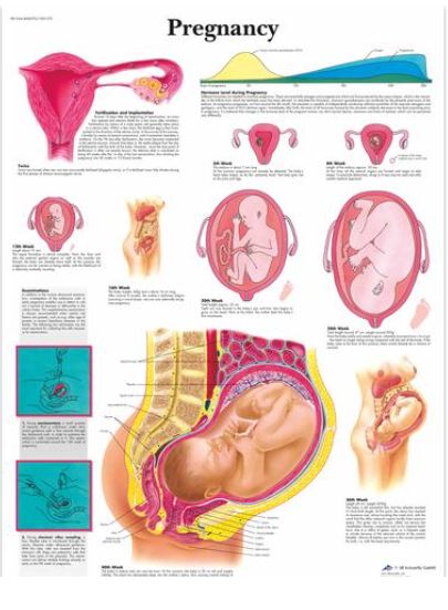 Výstřižek77 Anatomické obrazy: Obraz - těhotenství, papír