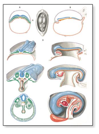 Výstřižek7861 Anatomické obrazy: Obraz - Embryologie II, 84 x 118 cm