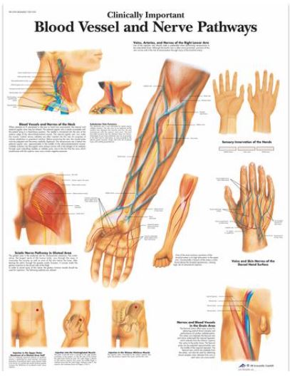 Výstřižek8632 Anatomické obrazy: Obraz - Důležité cévní a nervové dráhy