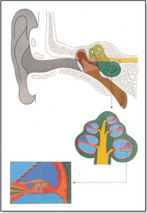 Výstřižek9785 Anatomické obrazy: Obraz - lidské ucho