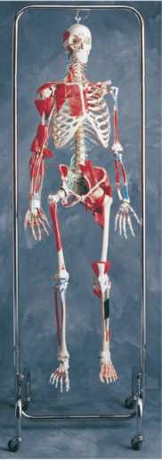 01-81-012 Kostra: Ortopedický model kostry
