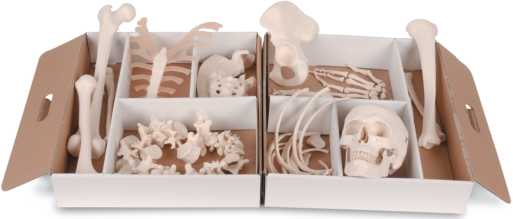 01-81-022 Kostra rozložená: Rozložená polovina lidské kostry, volně ohebná dlaň a chodidlo