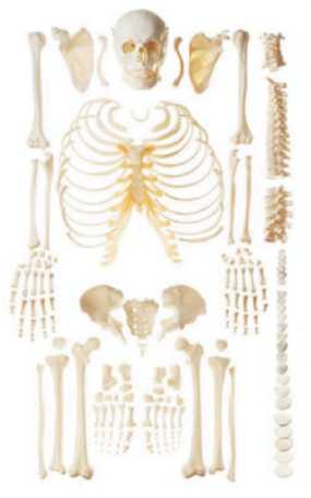 01-81-043 Kostra rozložená - Somso Modelle: Rozložená polovina ženské kostry
