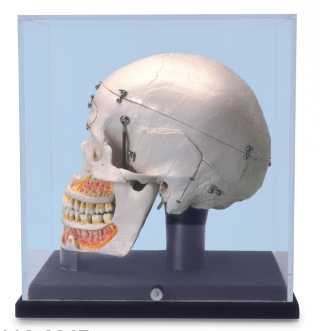 01-81-203 Lebka: Luxusní demonstrační dentální model lebky v plexi boxu, 10 dílů
