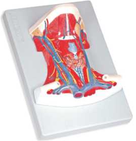 01-81-495 Hlava: Model anatomie krku