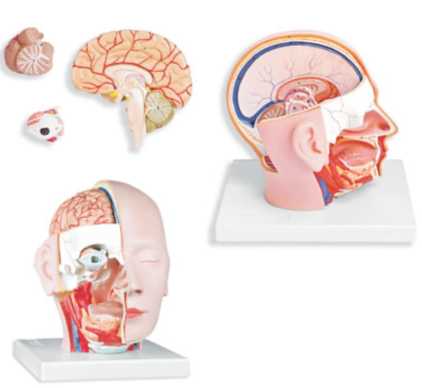 01-81-508 Mozek, nervová soustava: Model hlavy, 4 díly