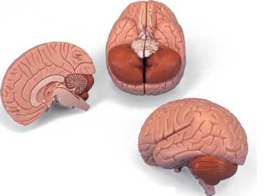 01-81-598 Mozek, nervová soustava: Model mozku, 2 díly