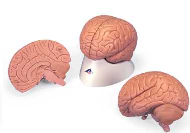 01-81-599 Mozek, nervová soustava: Model mozku, 2 díly