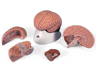 01-81-600 Mozek, nervová soustava: Model mozku, 4 díly