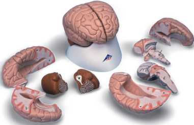 01-81-601 Mozek, nervová soustava: Model mozku, 8 dílů