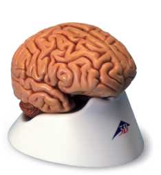 01-81-602 Mozek, nervová soustava: Model mozku, 5 dílů