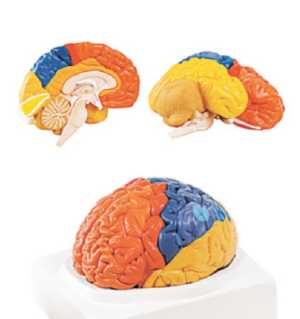 01-81-613 Mozek, nervová soustava: Model mozku s vyznačenými regiony, 2 díly