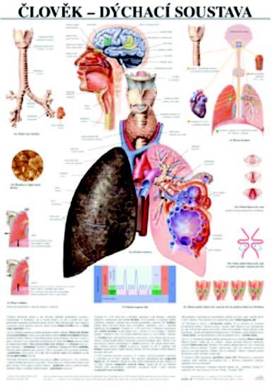 01-82-321 Anatomické obrazy v češtině: Dýchací soustava