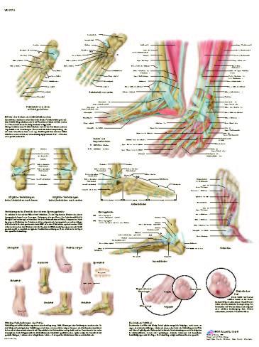 01-82-349_11 Anatomické obrazy: Noha a chodidlo