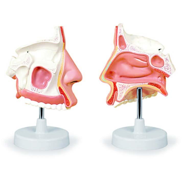 01-82-36 Nos, hrtan: Model nosních dutin