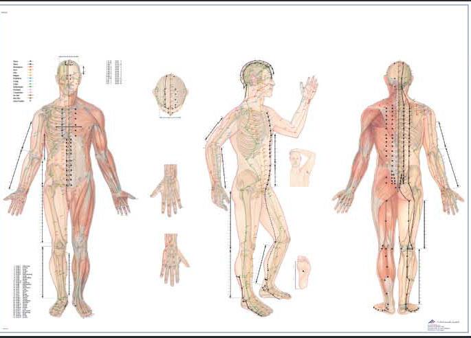 01-82-363_1 Anatomické obrazy: Akupunktura celého těla