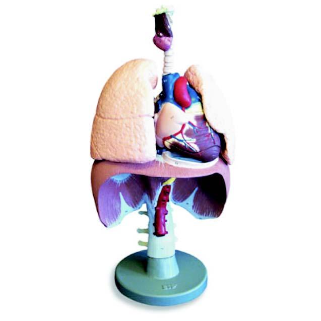 01-82-59 Plíce: Model dýchacích orgánů